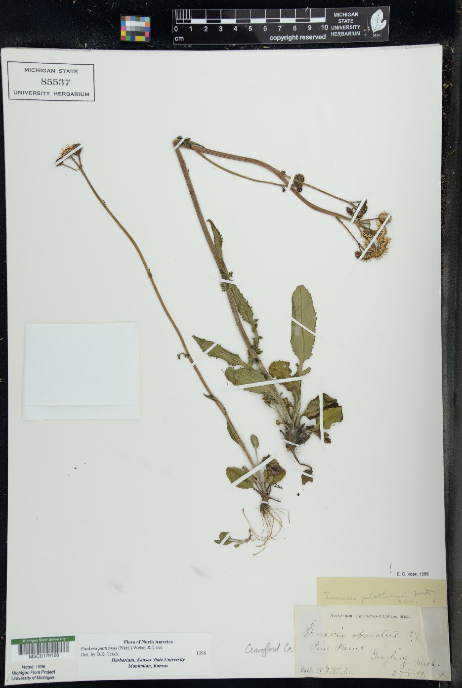 Packera plattensis image