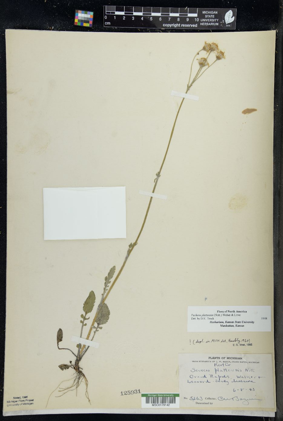 Packera plattensis image