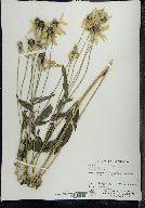 Ratibida pinnata image