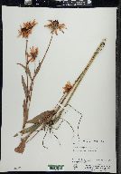 Rudbeckia fulgida var. speciosa image