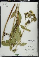 Silphium integrifolium image