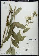 Silphium integrifolium image