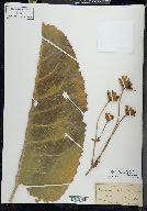 Silphium terebinthinaceum image