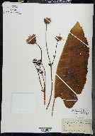 Silphium terebinthinaceum image