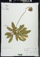 Hieracium aurantiacum image