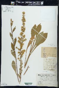 Solidago bicolor image