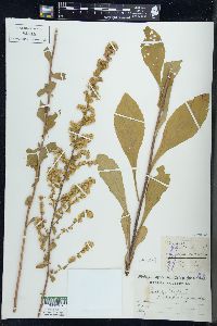 Solidago bicolor image