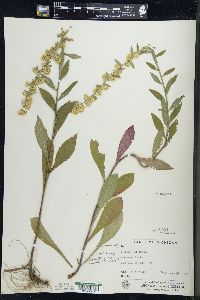 Solidago bicolor image