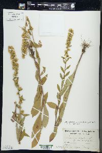 Solidago bicolor image