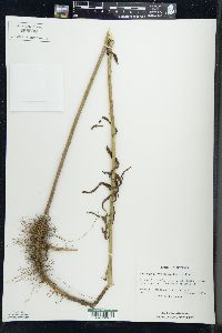 Solidago graminifolia image