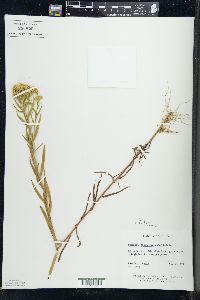 Solidago graminifolia image