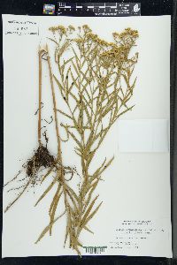 Solidago graminifolia image