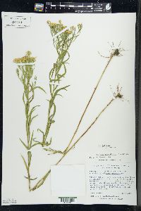 Solidago graminifolia image