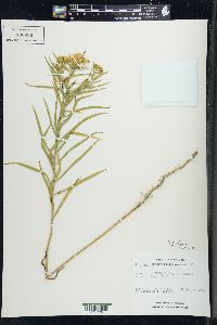 Solidago graminifolia image