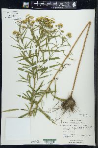 Solidago graminifolia image