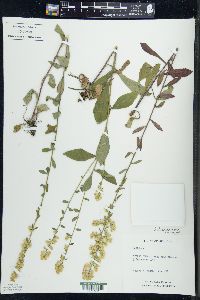 Solidago hispida image