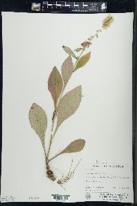 Solidago hispida image