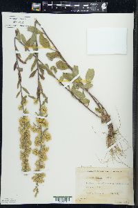 Solidago hispida image