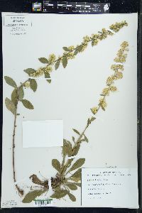 Solidago hispida image