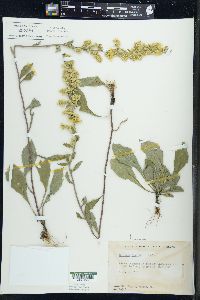 Solidago hispida image