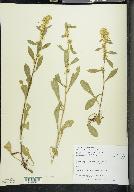 Solidago hispida image