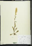 Solidago hispida image