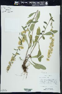 Solidago hispida image