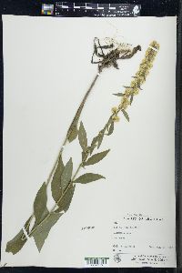 Solidago hispida image