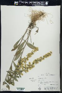 Solidago hispida image