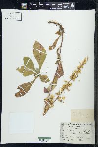 Solidago hispida image