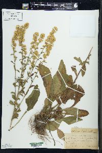 Solidago hispida image