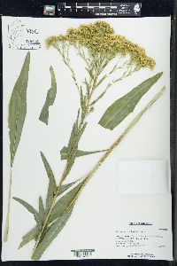 Solidago ohioensis image