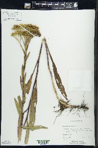 Solidago ohioensis image