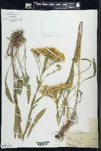 Solidago ohioensis image