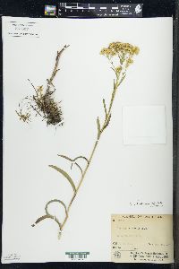 Solidago ohioensis image