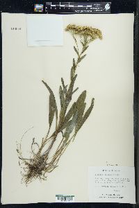 Solidago ohioensis image