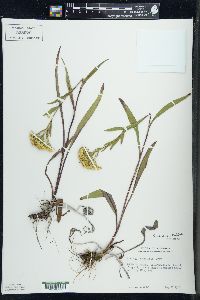 Solidago ohioensis image