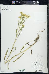 Solidago ohioensis image