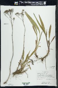 Solidago ohioensis image