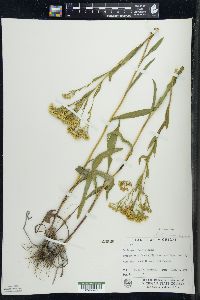 Solidago ohioensis image