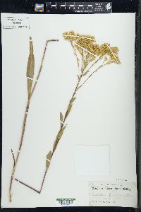 Solidago ohioensis image