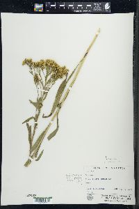 Solidago ohioensis image