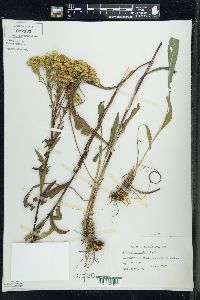 Solidago ohioensis image