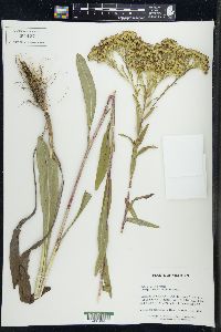 Solidago ohioensis image