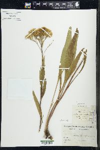 Solidago ohioensis image