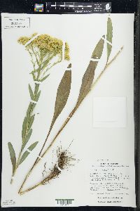 Solidago ohioensis image