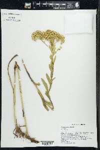 Solidago ohioensis image