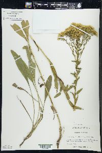 Solidago ohioensis image