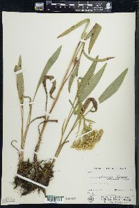 Solidago ohioensis image