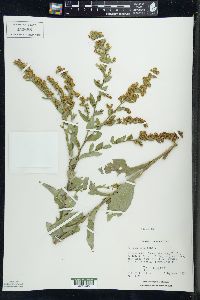 Solidago patula image